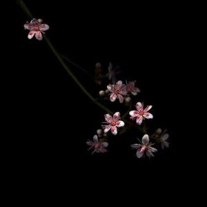 黑哥大鸡巴视频
